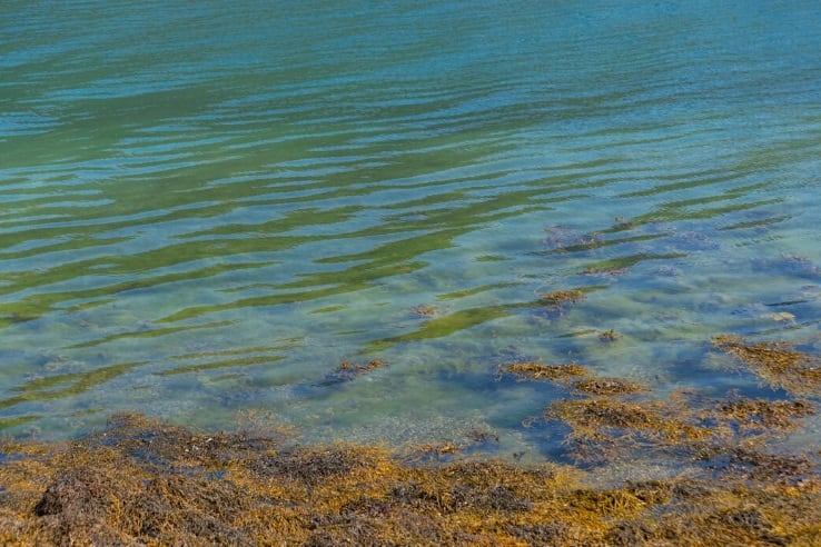 Aunque no se han reportado nuevas muertes desde 2023, el riesgo aumenta durante el verano. (Foto referencial: Freepik)