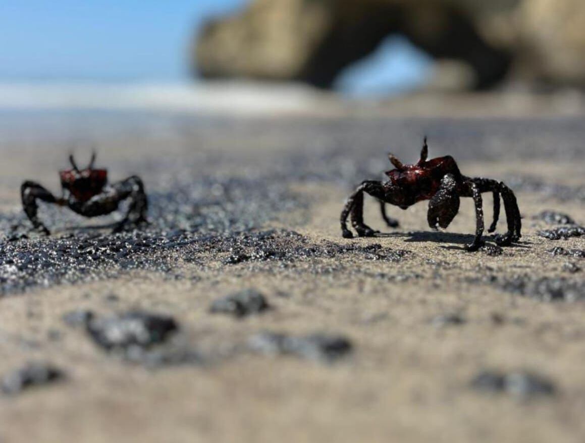 Esta imagen corresponde al día siguiente de ocurrido el derrame de petróleo en el mar de Piura. (Foto: Municipalidad Distrital de Lobitos/Facebook)