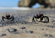 Pescadores de Lobitos tras derrame: “Han afectado a nuestras familias en plena Navidad”
