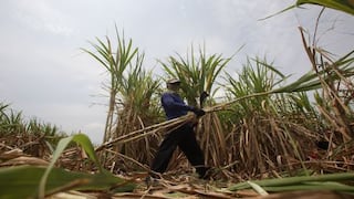 Sector agrícola crecerá por lo menos 5% a pesar de amenazas climáticas