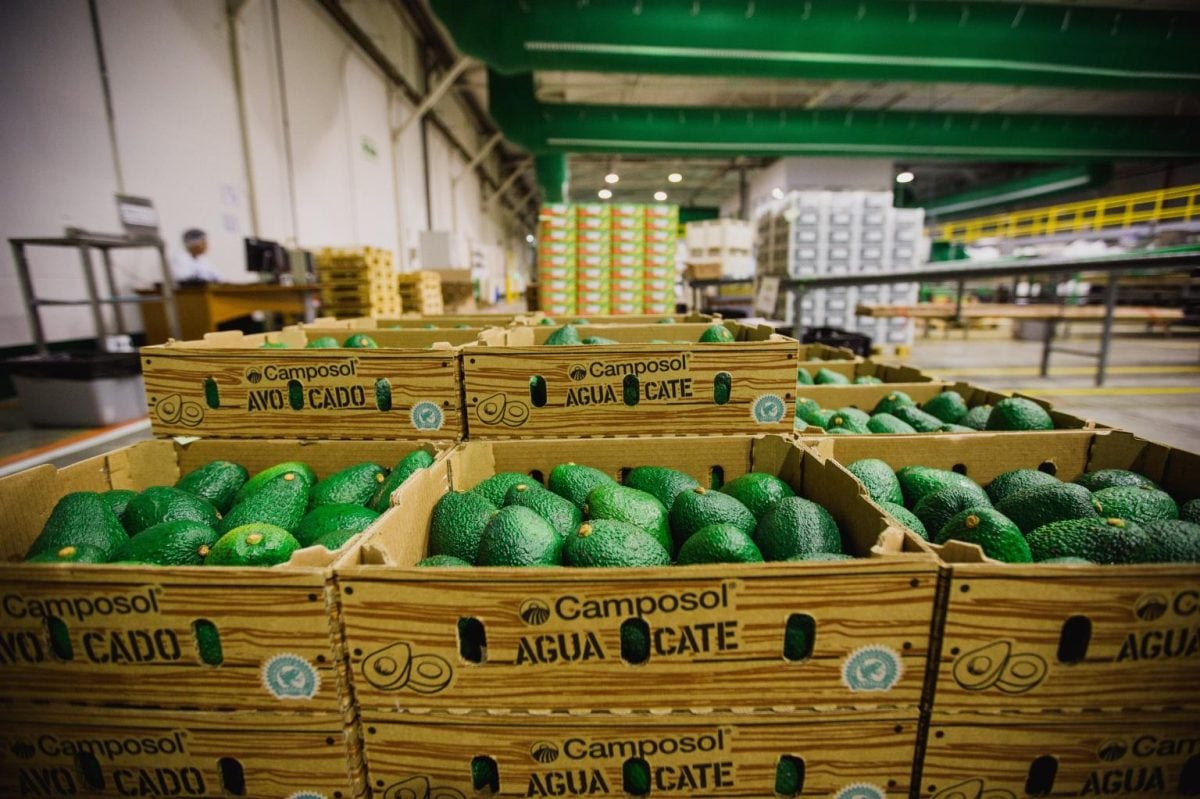 La estrategia de Camposol apunta a armar una red internacional de abastecimiento que combine cosechas en distintas épocas del año. (Foto: Redagrícola)