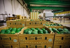Camposol entra a la palta de México: la jugada del Grupo DC para abastecer todo el año