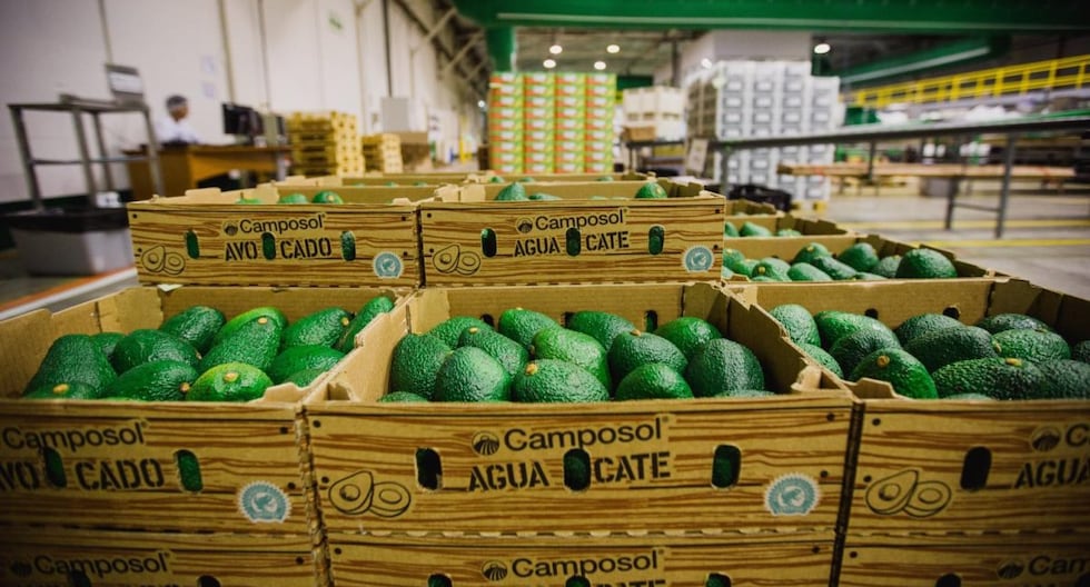 Camposol amplía presencia en palta con inversión en México