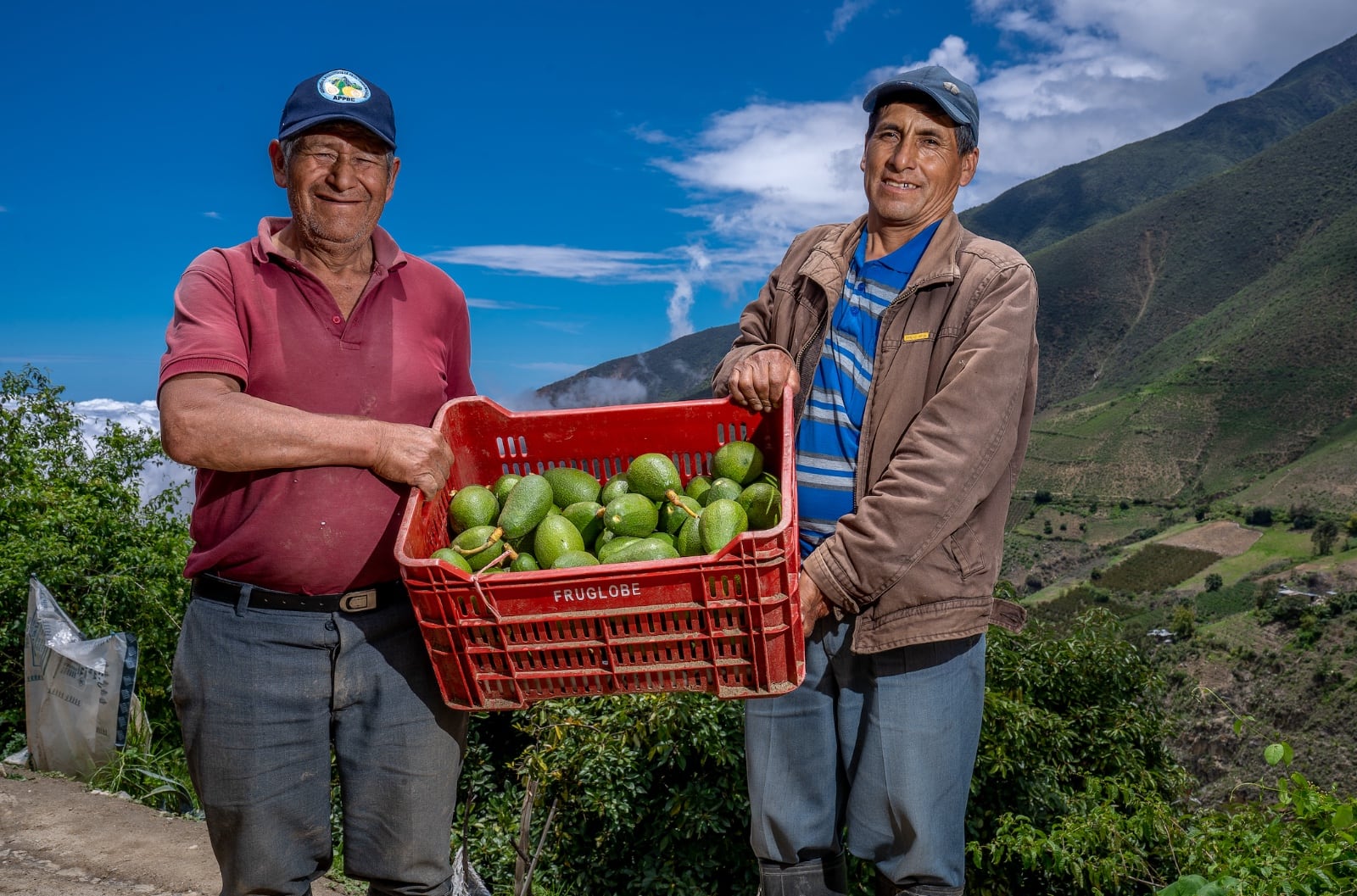 Estos son los productos que lideraron la canasta de cultivos peruanos hasta mayo del 2025. (Foto: Midagri)