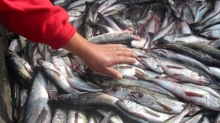 Nueva tasa de derechos de pesca para merluza, anguila y anchoveta estará lista este semestre