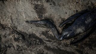 Derrame de petróleo en Ventanilla: lo que deja el desastre ecológico