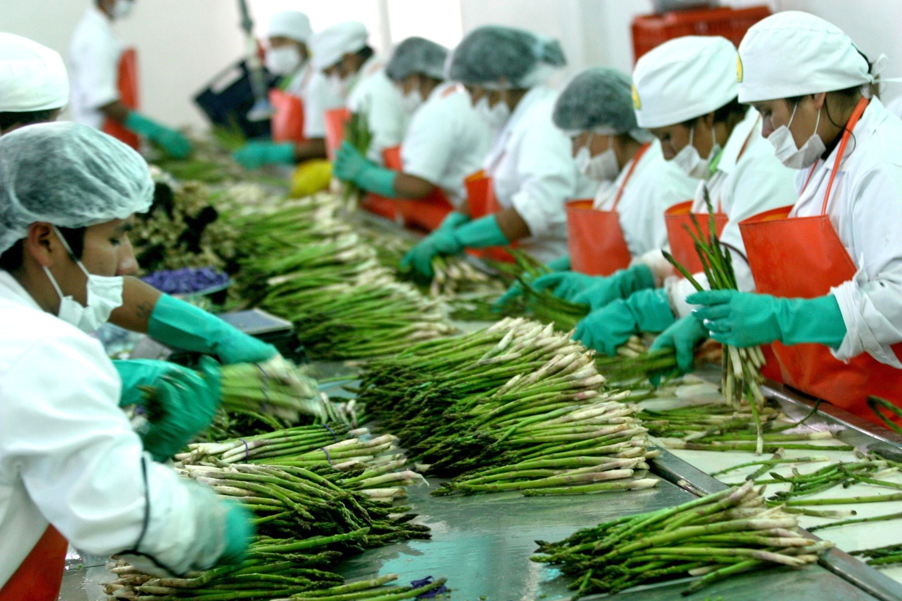 Estados Unidos se consolidó como el principal destino del espárrago peruano: concentra el 74% del total exportado.