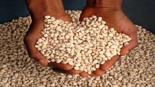 FAO: Legumbres son aliados para acabar con el hambre en la región hacia el 2025
