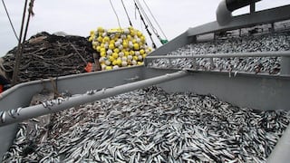 Produce: primera temporada de anchoveta tiene un avance de 92% de captura