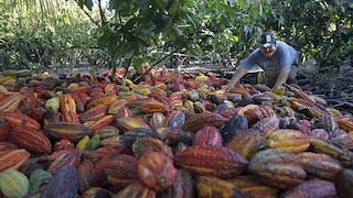 Cacao: Plantean el uso de fertilizantes capaces de atenuar la absorción de cadmio