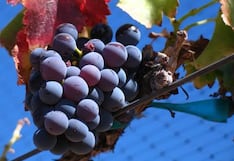 La revolución silenciosa de la garnacha y su futuro en la mesa peruana