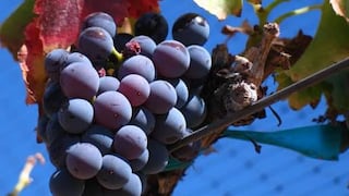 La revolución silenciosa de la garnacha y su futuro en la mesa peruana