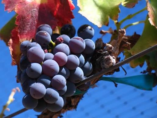 "La Garnacha posee una virtud política y ecológica que la convierte en la uva del futuro: su extraordinaria resiliencia. En un escenario de calentamiento global, donde los viñedos del mundo sufren sequías extremas y olas de calor sin precedentes, la Garnacha se erige como un bastión de supervivencia."