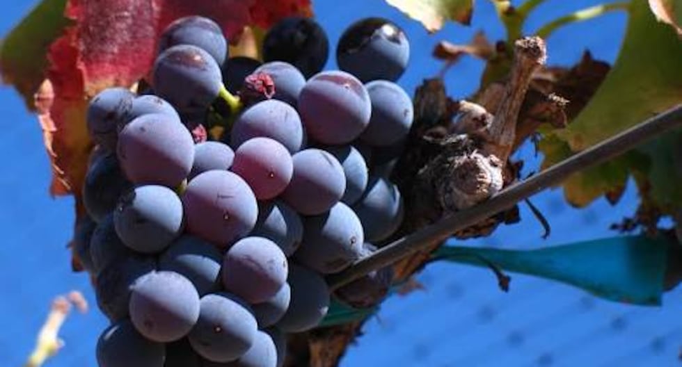 La revolución silenciosa de la garnacha y su futuro en la mesa peruana