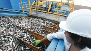 Mayor captura de anchoveta hace repuntar la pesca que creció 75.31% en noviembre