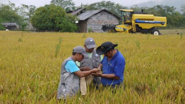Abastecimiento de arroz está asegurado en el mercado local, afirma Minagri