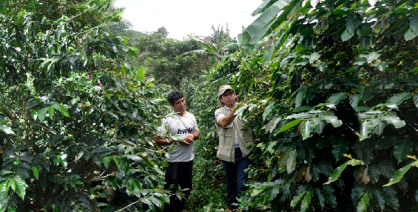 Perhusa desarrolló una red de acopio y procesamiento de café que integró producción de distintas regiones del país.