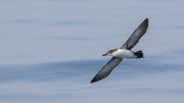 Mediterráneo, entre las zonas de riesgo por plásticos para aves marinas amenazadas