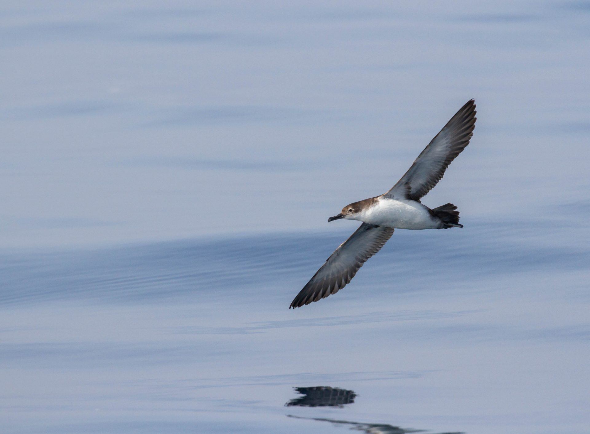 Las aves marinas a menudo confunden pequeños fragmentos de plástico con comida, o ingieren el que ya ha sido comido por sus presas.(Foto: BirdLife)