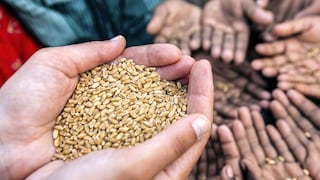 Se puede evitar mayor crisis alimentaria si Asia no sufre pánico