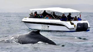 Vacaciones escolares aumenta flujo de turistas para avistamiento de ballenas en Tumbes