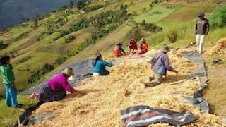FAO: América Latina está muy cerca de cumplir meta de Cumbre Mundial de la Alimentación