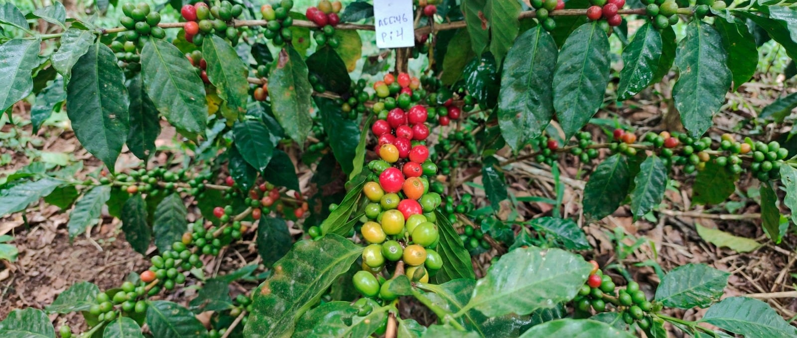 En una siguiente etapa, el INIA viene planificando la implementación de una metodología de selección participativa a mayor escala. Foto: INIA
