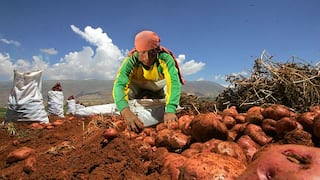 INEI: La producción agropecuaria creció 7.4% en diciembre del 2012