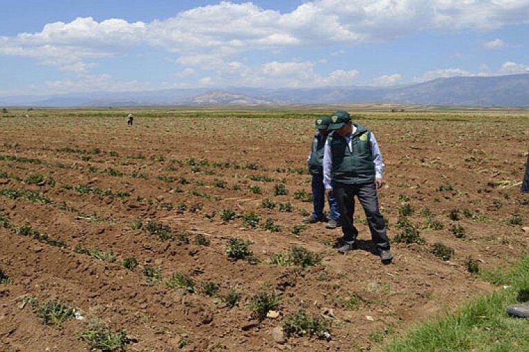 El Poder Ejecutivo declaró el estado de emergencia por 60 días calendario en 316 distritos de nueve regiones. (Foto: Midagr)