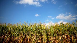 Cosecha de maíz en EE.UU. registra mejor comienzo desde 1994