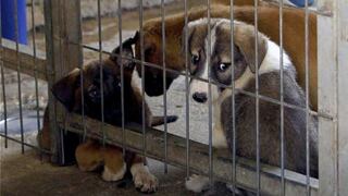 Gran Bretaña prohibirá la venta de cachorros y gatitos en tiendas de animales