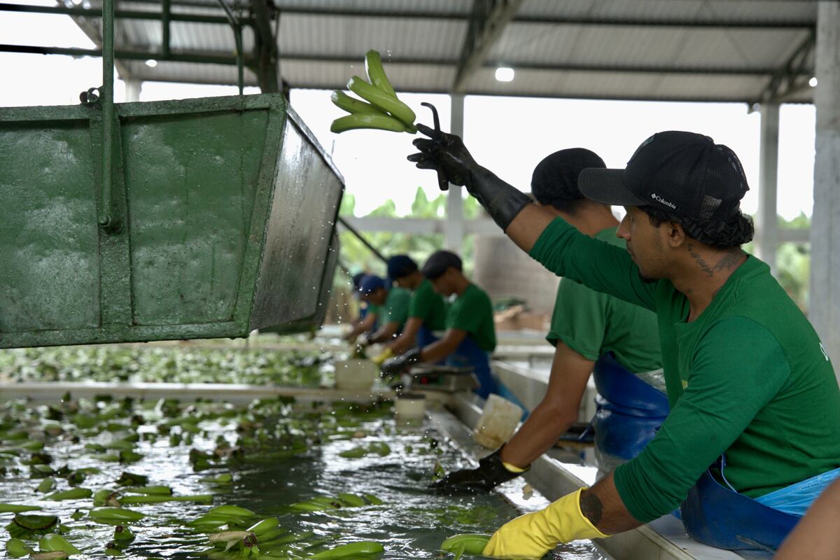 Fotografía de trabajadores lavando bananos en la Hacienda Celia María, que produce banano orgánico en el cantón (municipio) de Pasaje, de la provincia de El Oro (Ecuador). EFE / Mauricio Torres