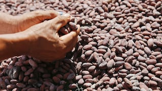 Cadmio: Cámara del Cacao pide al Gobierno solicitar a la UE prórroga de medida sanitaria