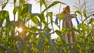Consejo Internacional de Cereales baja previsión de cosecha global de maíz 2020-2021