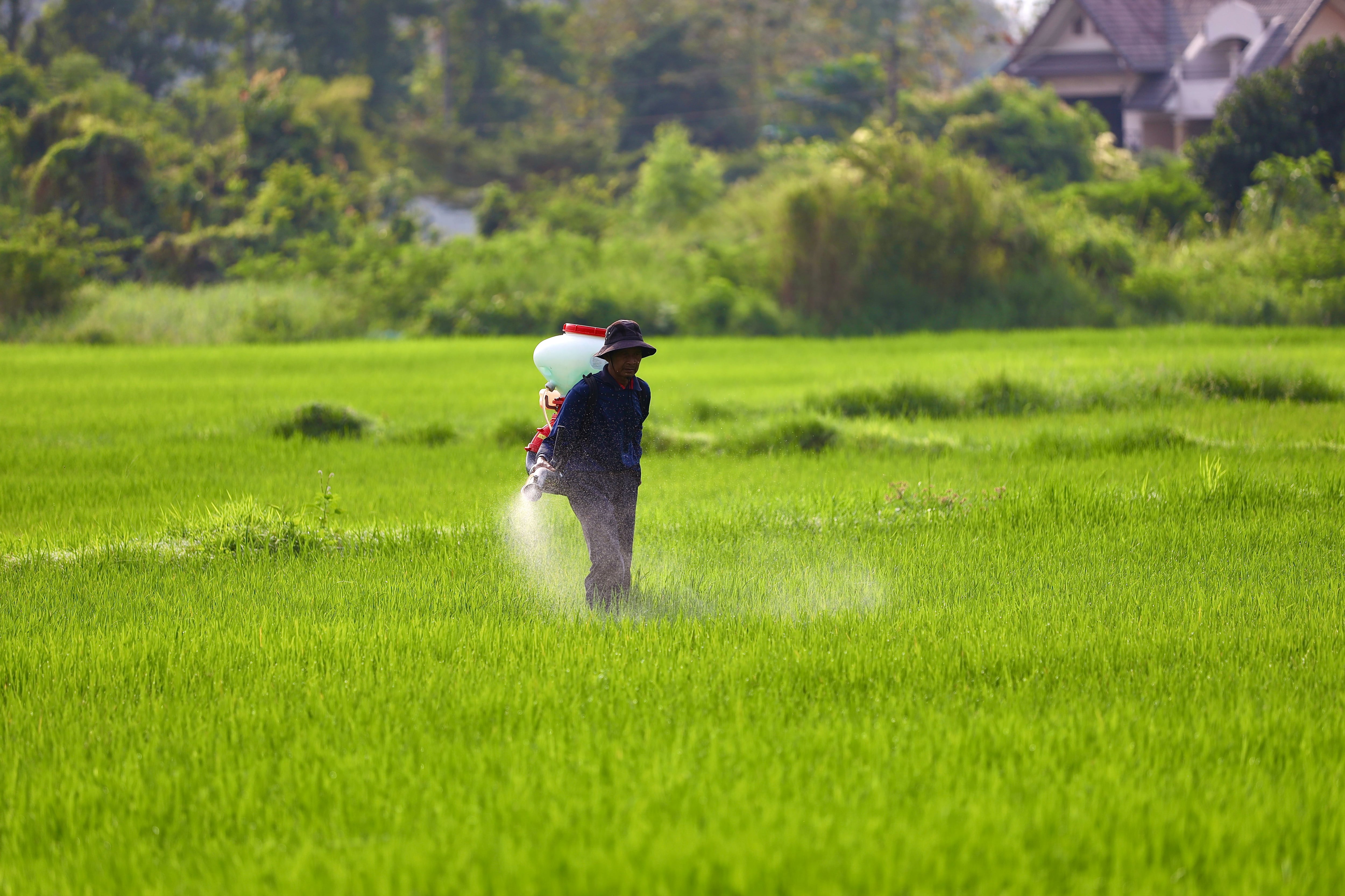 TC ordena suspender distribución de cinco plaguicidas por riesgo para la salud al detectar residuos peligrosos en alimentos. Foto: Pexels.