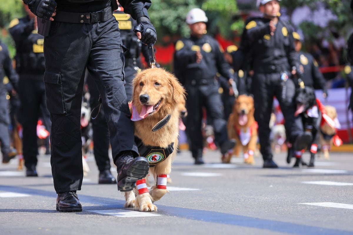 Brigada canina de la Policía Nacional participa en la Gran Parada Militar junto a sus guías. Foto: Presidencia.