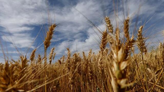 Estimación de cosecha de trigo de Argentina cae a 17.7 millones toneladas por sequía