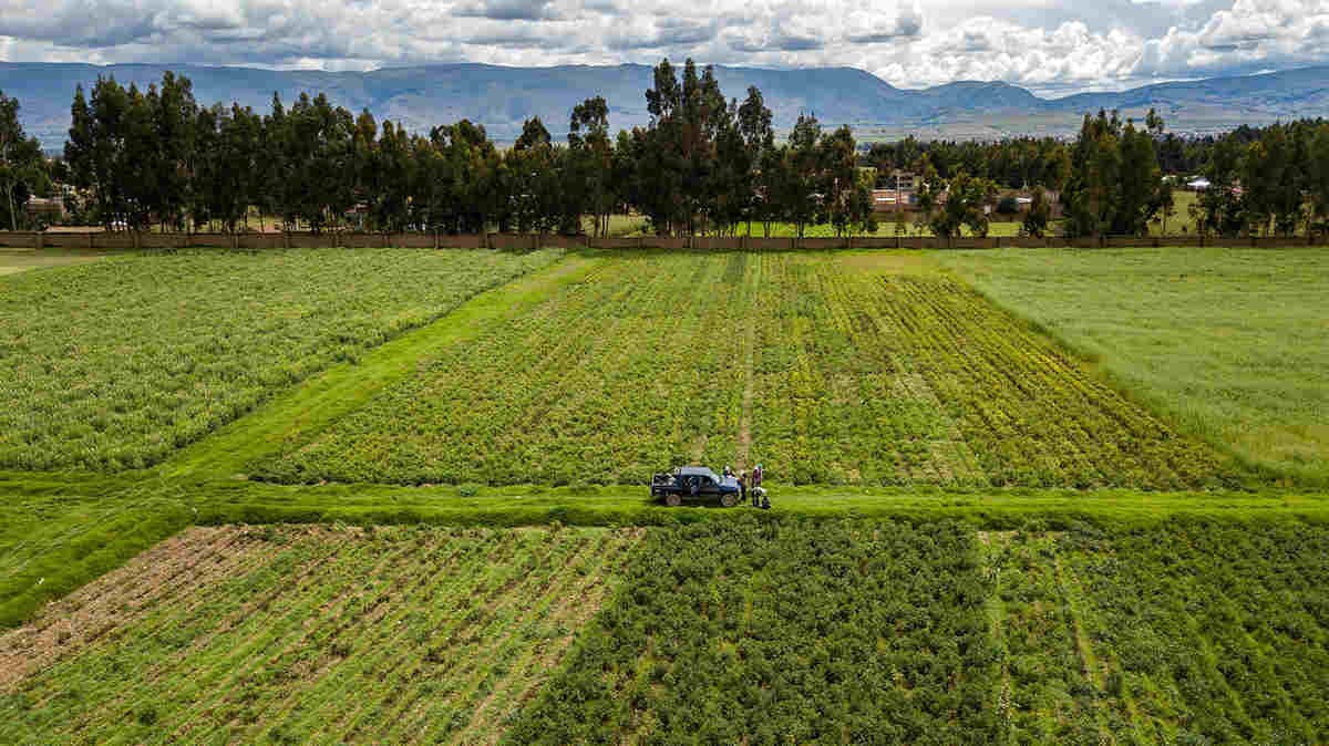 La innovación agrícola figura entre los sectores identificados para ampliar la cooperación y generar nuevos proyectos entre Perú e Italia.