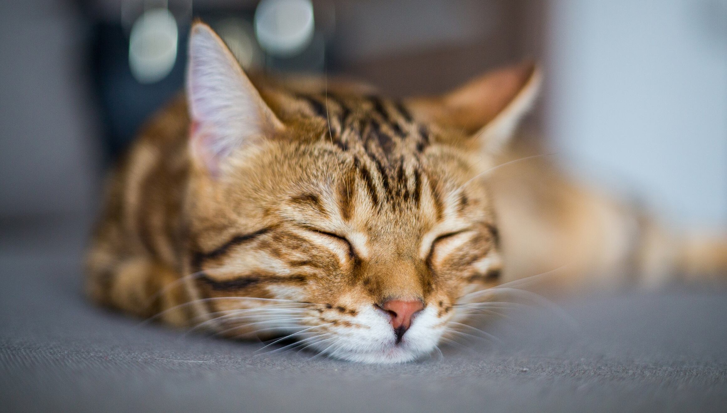 Los gatos en Nueva York, que viven en comercios como bodegas, están a punto de beneficiarse con una esperada ley (Foto: Freepik)