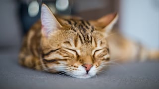 El proyecto de ley que beneficiará a todos los gatos que viven en bodegas y otros negocios de Nueva York