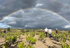 Viñedos centenarios: cuando el vino trasciende el tiempo