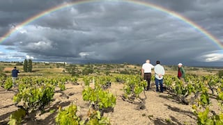 Viñedos centenarios: cuando el vino trasciende el tiempo