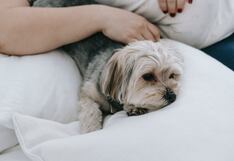 Fallo sobre prohibir mascotas en condominios, ¿afecta a las que ya viven allí?