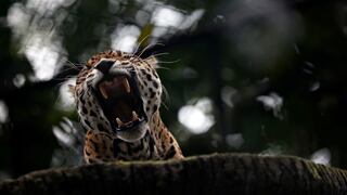 Pandillas en América Latina contrabandean partes de jaguar con sobornos y rutas clandestinas para enviarlas a China