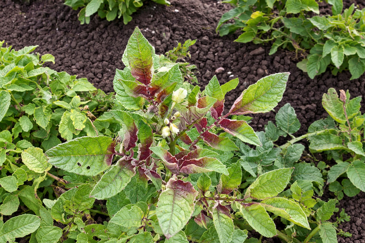 Diversos agricultores perdieron la totalidad de su producción, pero también se reportaron pérdidas parciales, de 25%, 50% y 75%. (Foto: cortesía del CIP)