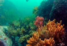 Perú firma acuerdo sobre conservación y uso sostenible de la biodiversidad marina