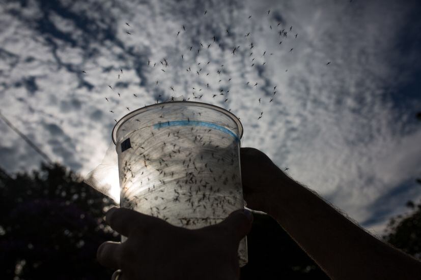 Imagen referencial de mosquitos transmisores del dengue. (Foto: Getty Images)