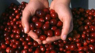 Diversificar berries permitiría generar hasta US$ 50 millones en ventas al Perú