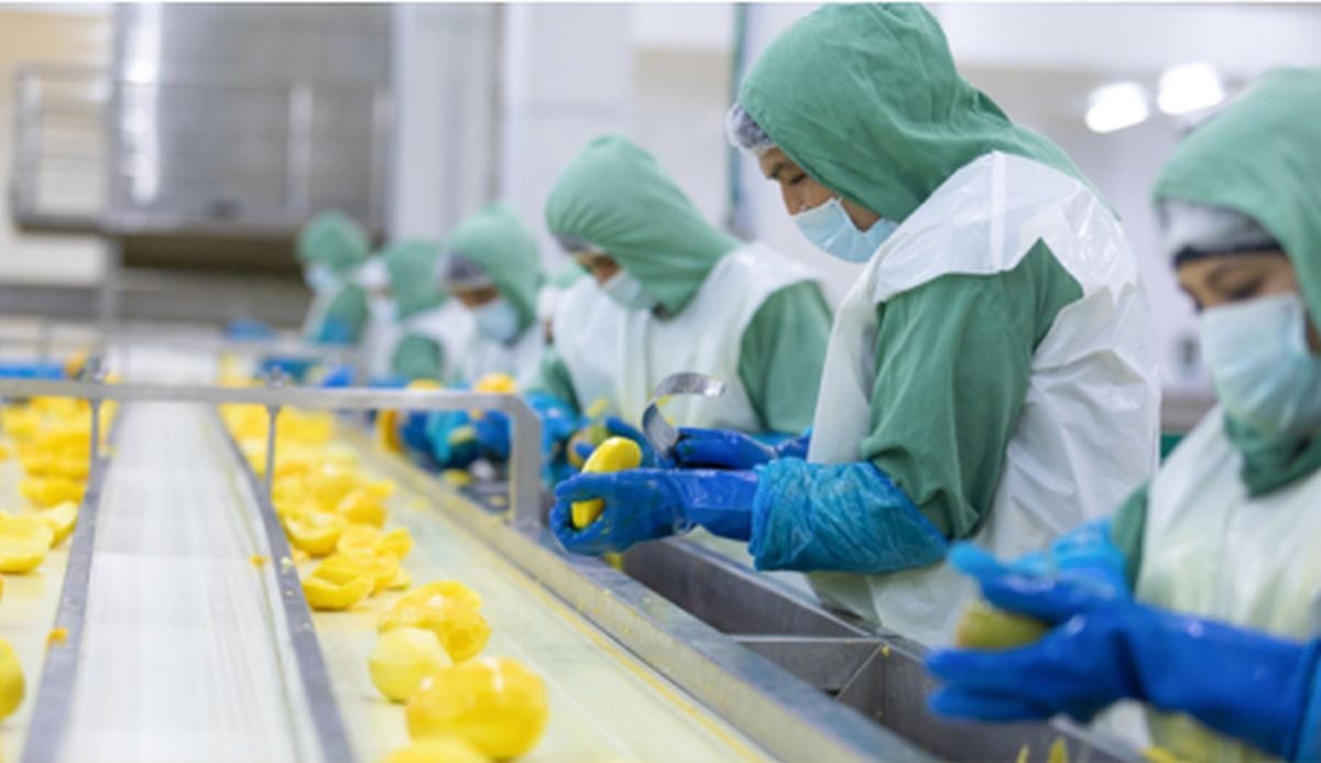 Operarios de Agrícola Chavín procesan fruta destinada al mercado asiático, como parte de su estrategia de internacionalización. (Foto: ADEX).
