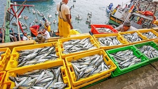 Termina temporada de pesca industrial de anchoveta con un 84% de capturas